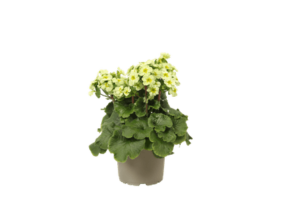 Primula lime