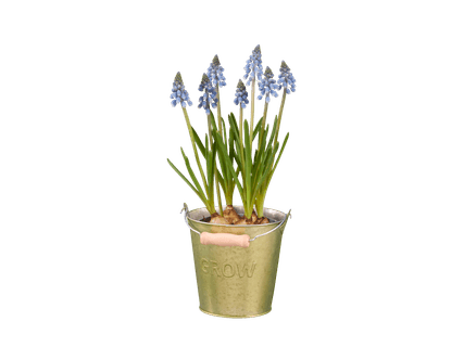 Bloembollen in zinken emmer