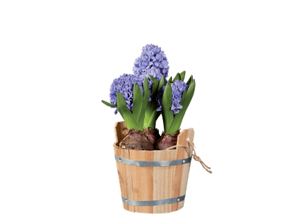 Bloembollen in houten pot